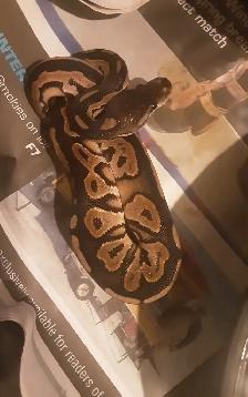 Ball pythons for sale - Photo 7