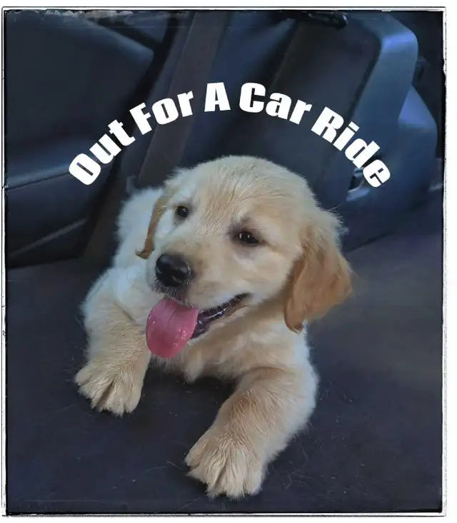 Purebred Golden Retriever Puppies - Reputable Breeder - Web Link