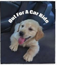 Purebred Golden Retriever Puppies - Reputable Breeder - Web Link