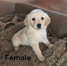 Purebred Golden Retriever Puppies - Reputable Breeder - Web Link - Photo 2