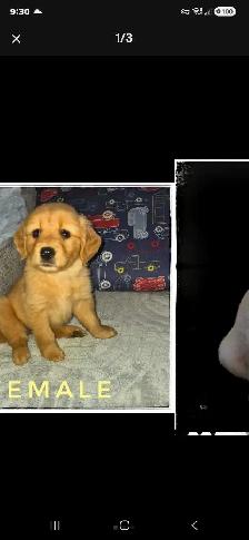 Purebred Golden Retriever Puppies - Reputable Breeder - Web Link - Photo 3
