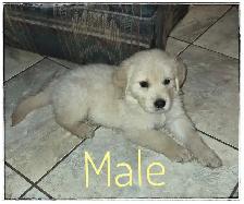 Purebred Golden Retriever Puppies - Reputable Breeder - Web Link - Photo 4