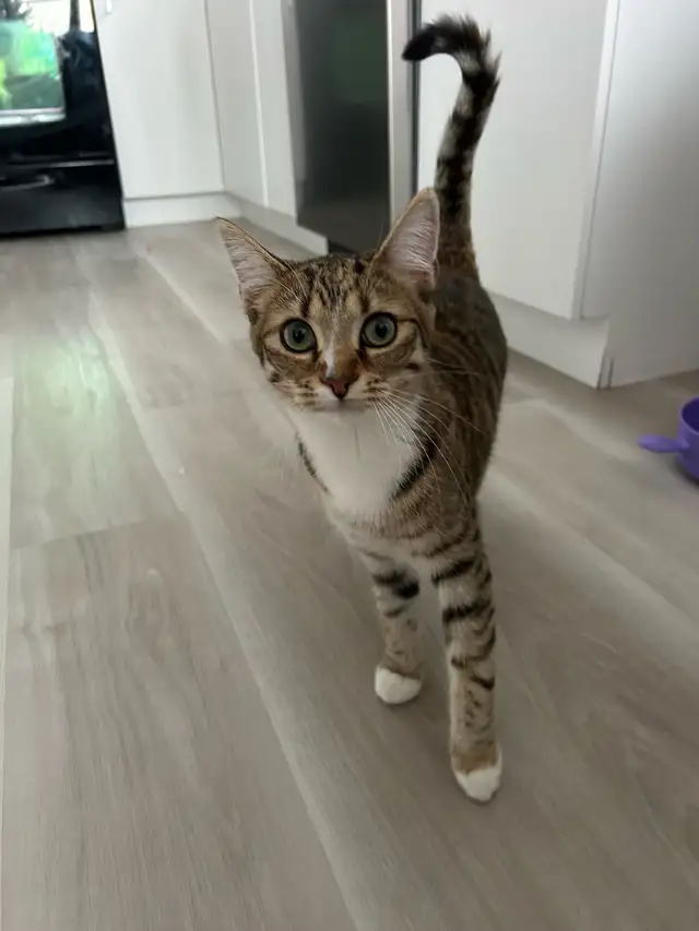 chaton à donner