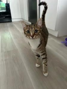 chaton à donner