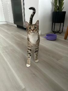 chaton à donner - Photo 2