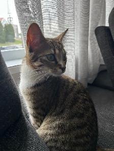 chaton à donner - Photo 3
