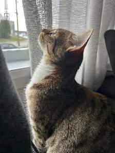 chaton à donner - Photo 4