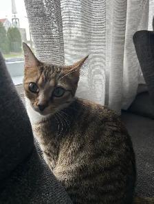 chaton à donner - Photo 5