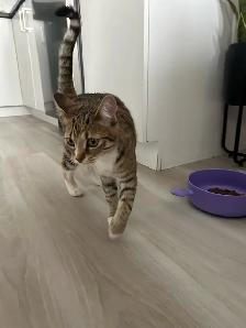 chaton à donner - Photo 6