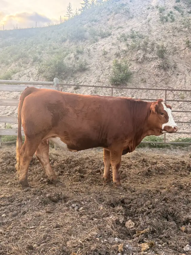 Simmental bred heifers