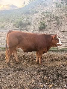 Simmental bred heifers