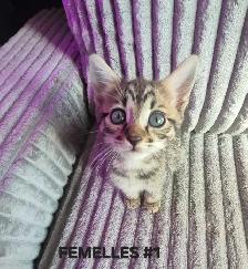 CHATONS SAVANAH HIGHLANDER FEMELLES 514-501-9810