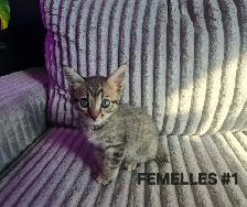 CHATONS SAVANAH HIGHLANDER FEMELLES 514-501-9810 - Photo 4