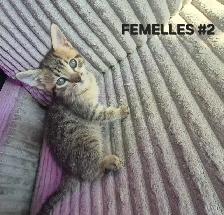 CHATONS SAVANAH HIGHLANDER FEMELLES 514-501-9810 - Photo 8