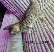 CHATONS SAVANAH HIGHLANDER FEMELLES 514-501-9810 - Photo 10