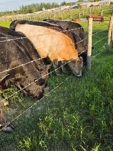 Year-old Steers