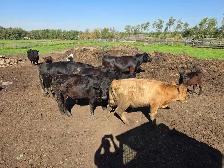 Year-old Steers - Photo 2