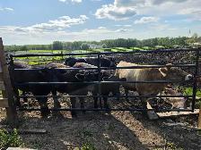 Year-old Steers - Photo 3