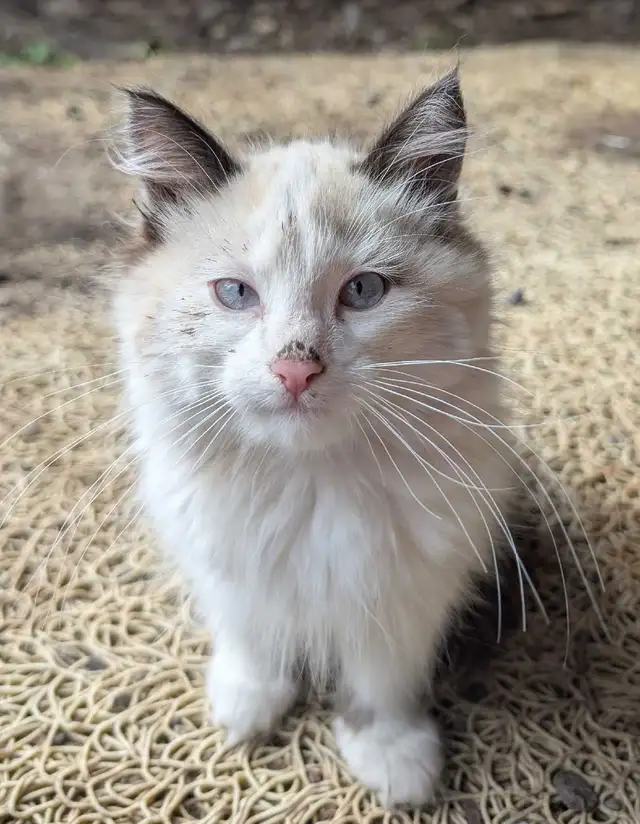 Siamese Persian kittens