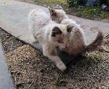 Siamese Persian kittens - Photo 2