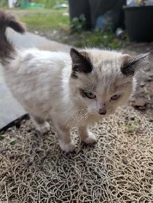 Siamese Persian kittens - Photo 3