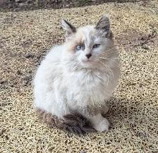 Siamese Persian kittens - Photo 4