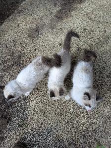 Siamese Persian kittens - Photo 5