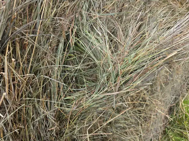 Hay for sale