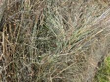 Hay for sale