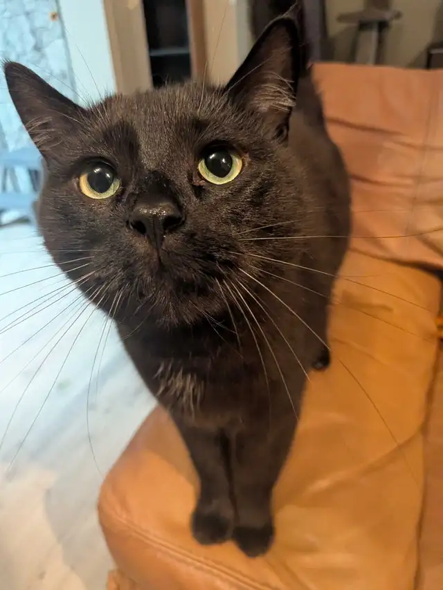 Cat for Forever Home
