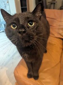 Cat for Forever Home
