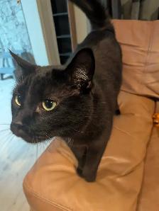 Cat for Forever Home - Photo 2