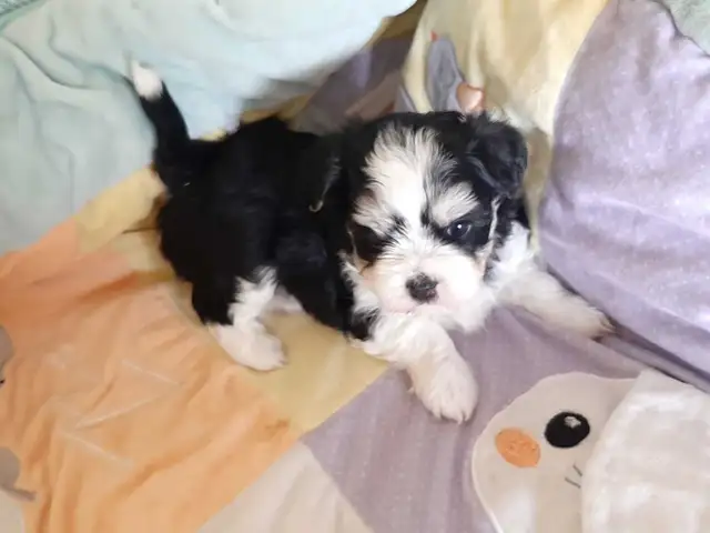 Shih Tzu Havanese Puppies