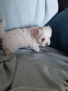 Shih Tzu Havanese Puppies - Photo 2