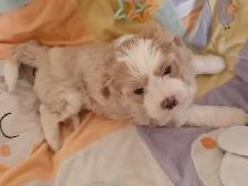 Shih Tzu Havanese Puppies - Photo 3