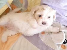 Shih Tzu Havanese Puppies - Photo 4