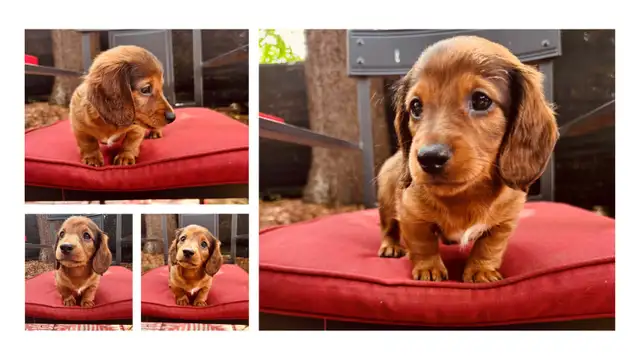 Miniature Dachshund