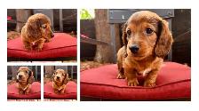 Miniature Dachshund