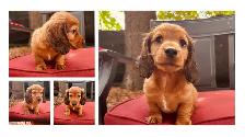 Miniature Dachshund - Photo 2