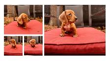 Miniature Dachshund - Photo 3
