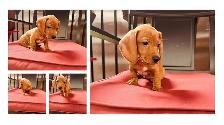 Miniature Dachshund - Photo 4