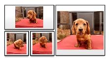 Miniature Dachshund - Photo 5
