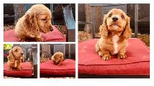 Miniature Dachshund - Photo 6