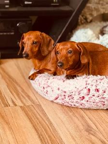Miniature Dachshund - Photo 7