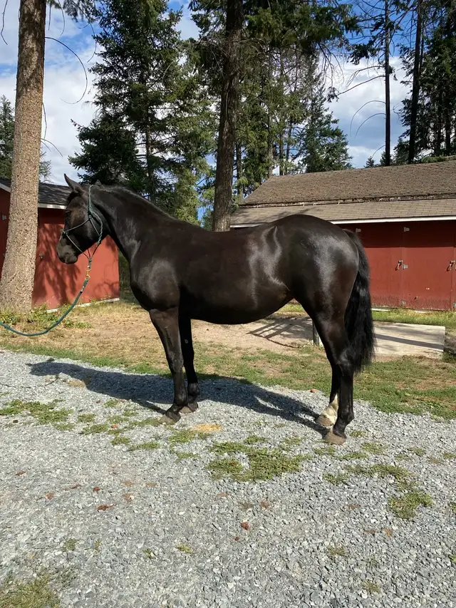 Percheron cross filly