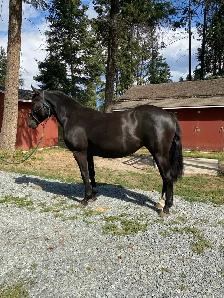 Percheron cross filly