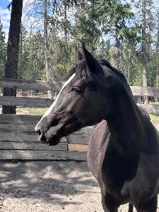 Percheron cross filly - Photo 2