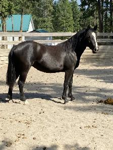 Percheron cross filly - Photo 3