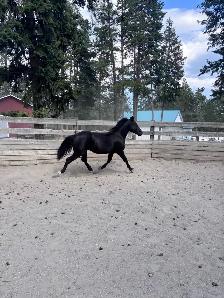 Percheron cross filly - Photo 4