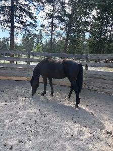 Percheron cross filly - Photo 5